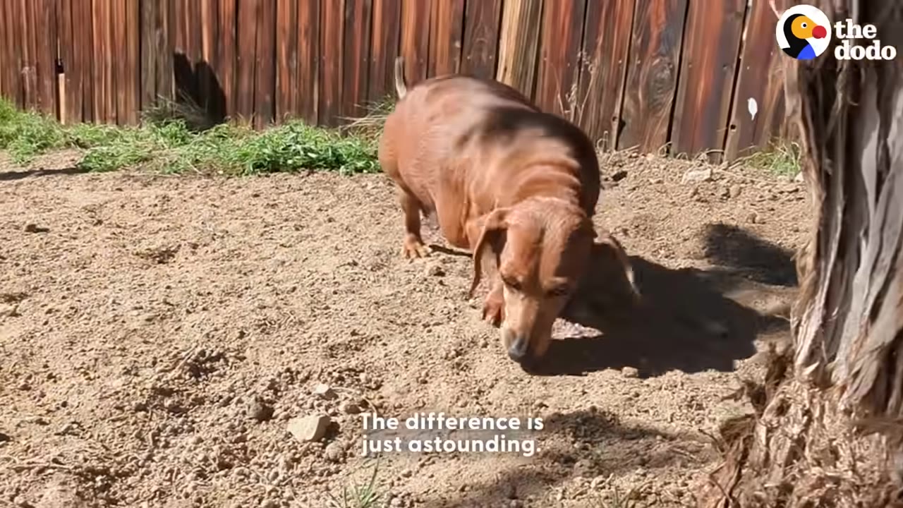 A brown dachshund stands on dirt in front of a wooden fence, sniffing the ground.