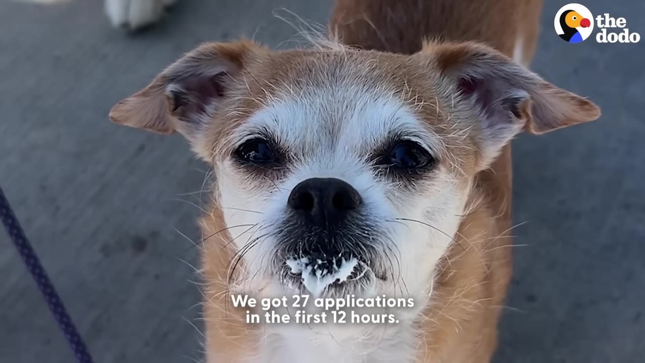 A close-up of a small tan and white dog looking directly at the camera with whipped cream on its mouth, with text overlay reading 'We got 27 applications in the first 12 hours.'