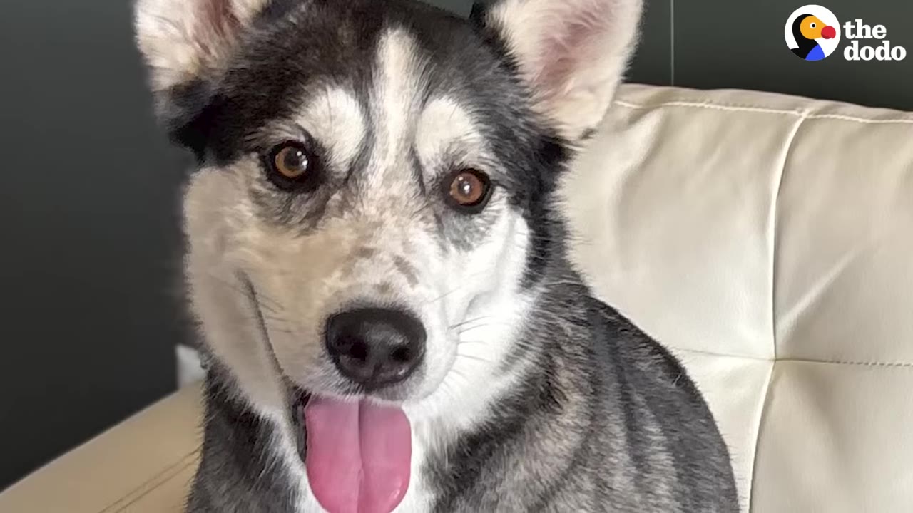 A close-up portrait of a black and white husky dog with its tongue sticking out, looking directly at the camera.