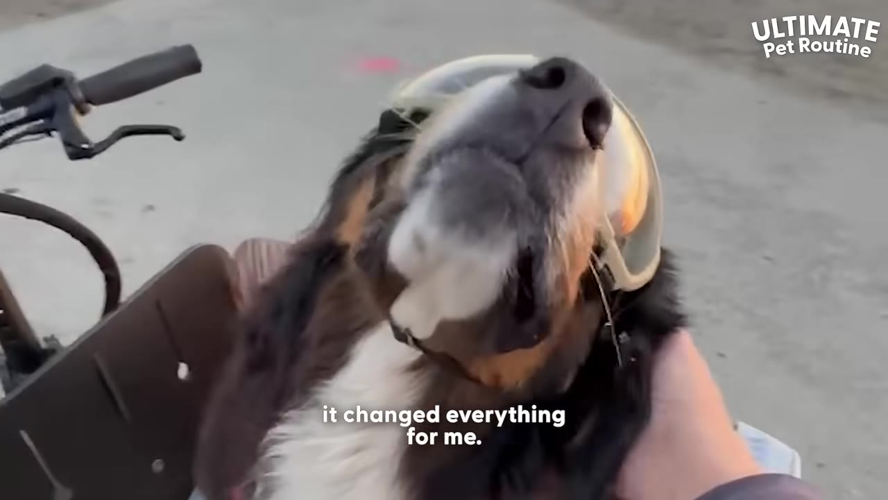 A close-up of a Bernese Mountain Dog wearing protective goggles, looking up happily while being petted next to a bicycle.