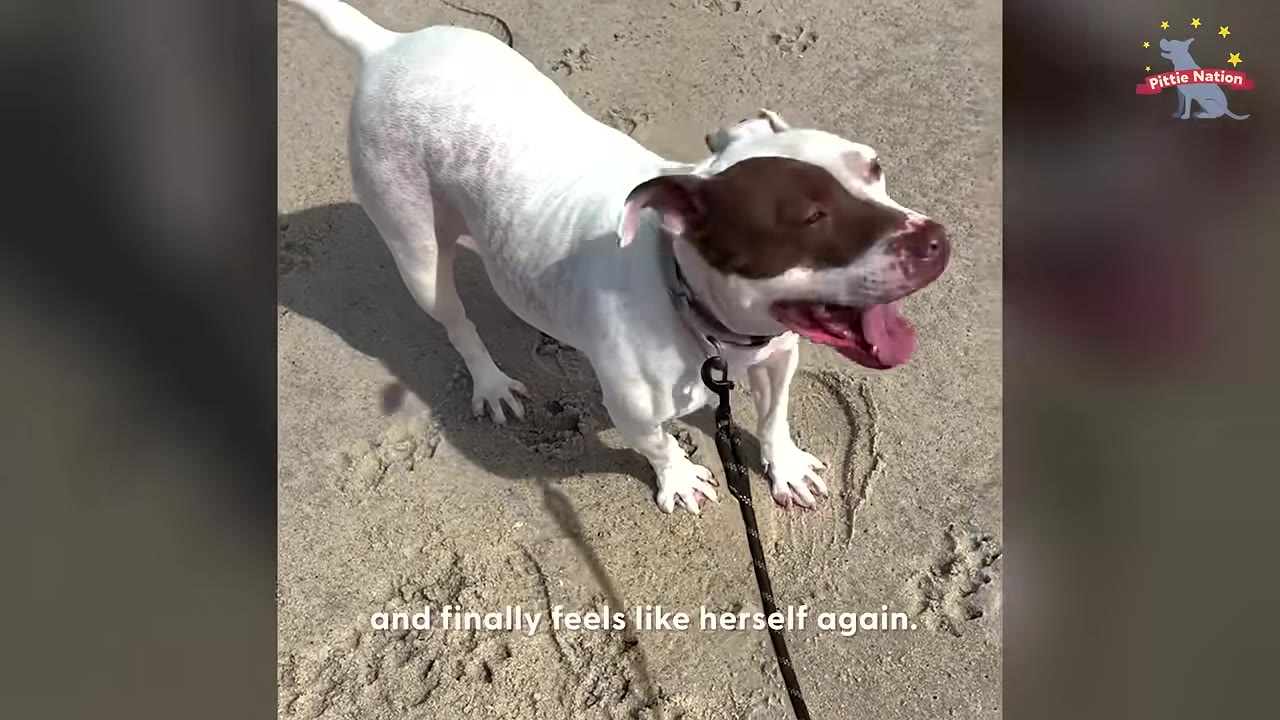 A white dog with a brown patch over her eye stands on a sandy beach, panting happily with her tongue out.