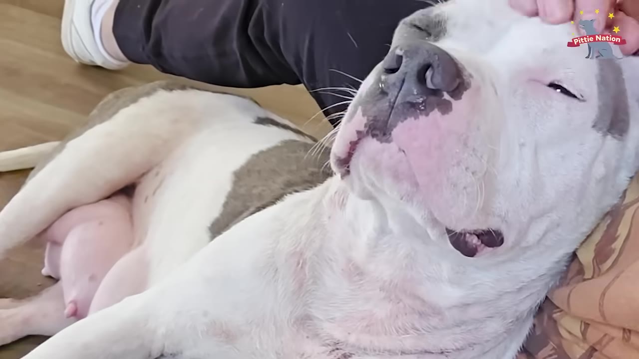 A white and grey dog with large teats lying down comfortably on a wooden floor while being gently petted on the head.