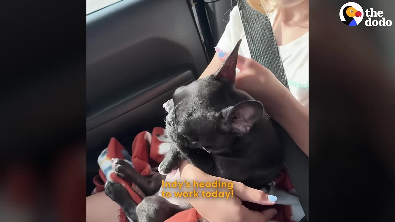 A small black French Bulldog named Indy sits on a person's lap in a car, with text on screen reading 'Indy's heading to work today!'