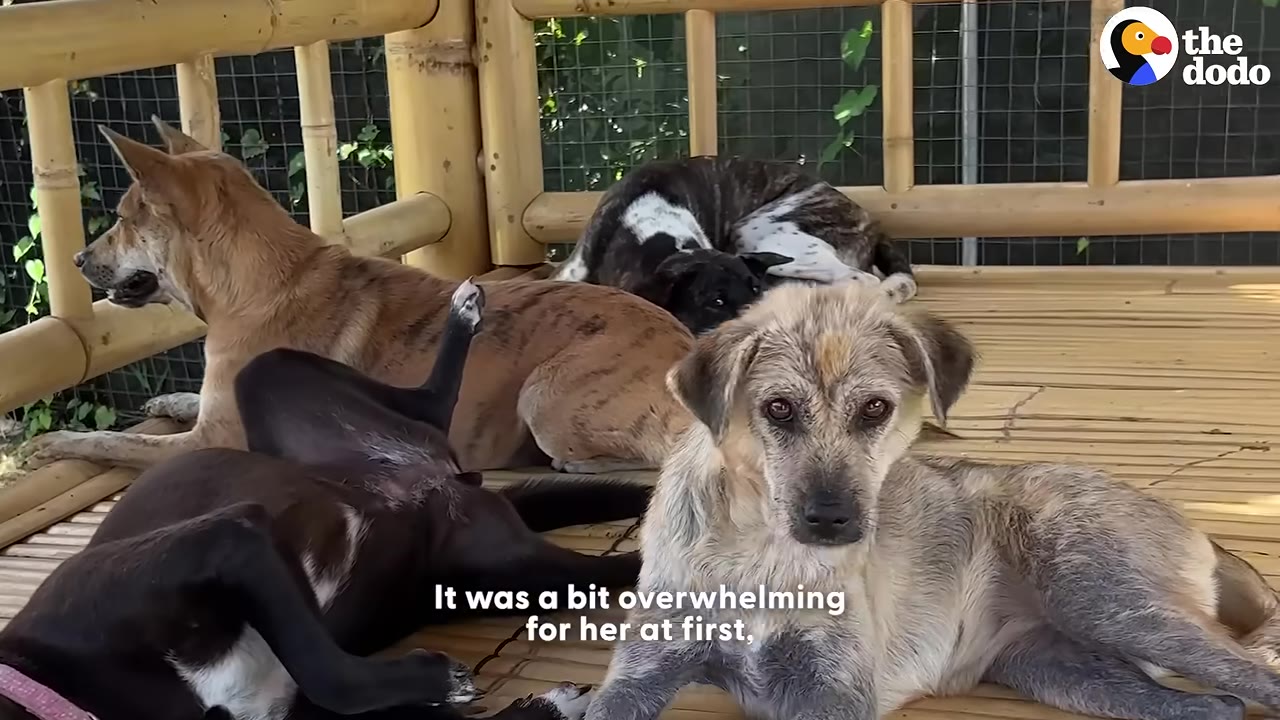 A scruffy, light-colored dog sits in the foreground on a bamboo platform, looking directly at the camera, while three other rescue dogs lounge behind her.