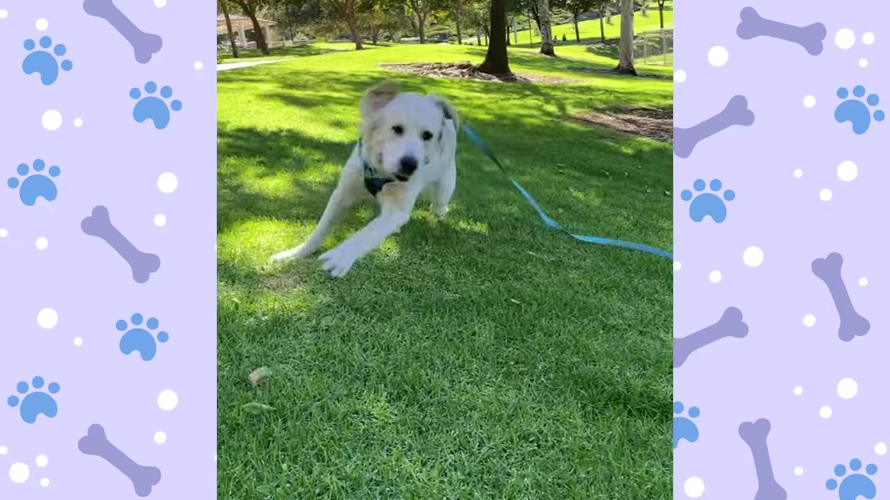 A happy white dog running on a leash across a green grassy field in a park.