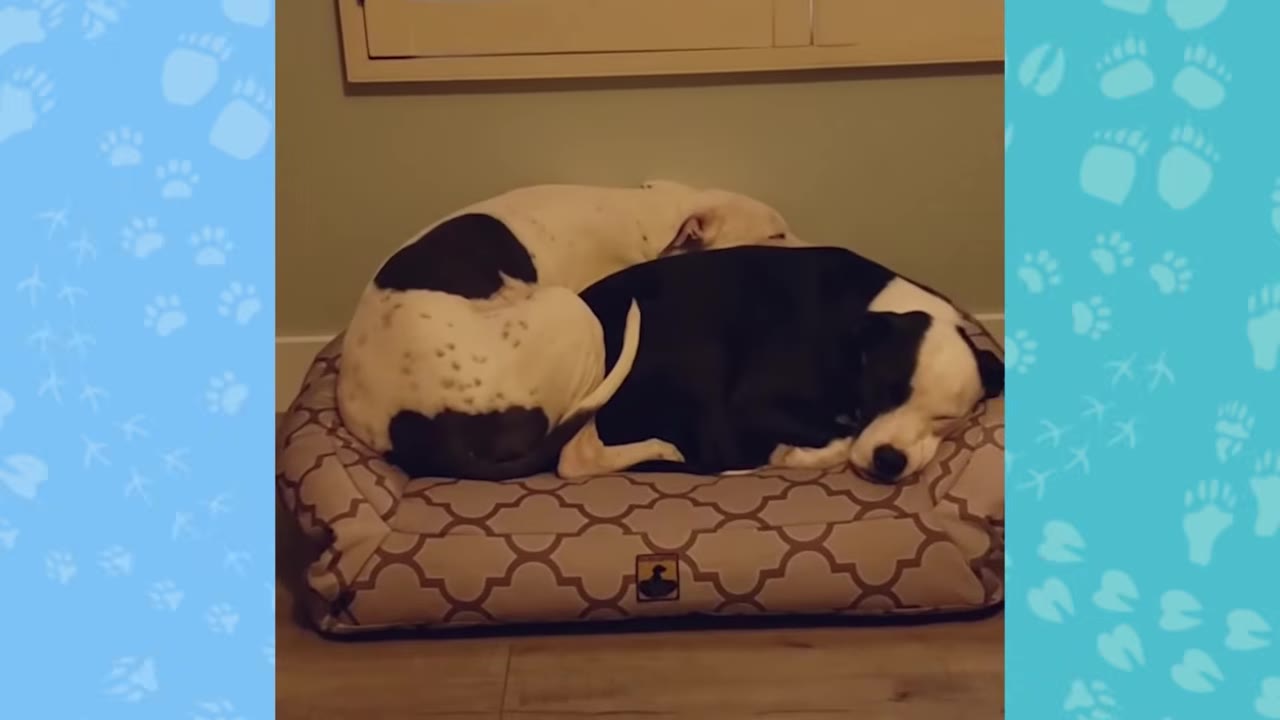 A black-and-white dog and a white dog with black spots curled up together asleep on a patterned dog bed.