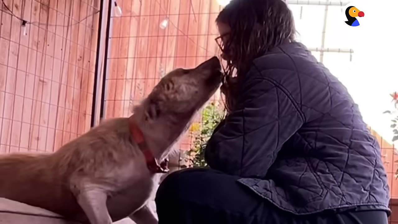 A light brown dog with a red collar stretches its neck up to nuzzle a person wearing a dark quilted jacket.