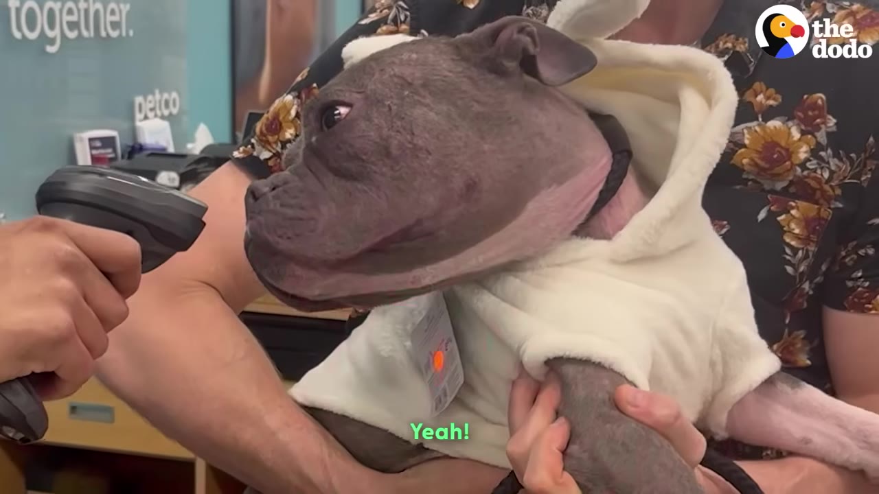 A grey dog wearing a soft, white hooded outfit is held by a person in a store while a barcode scanner is pointed at its tag.