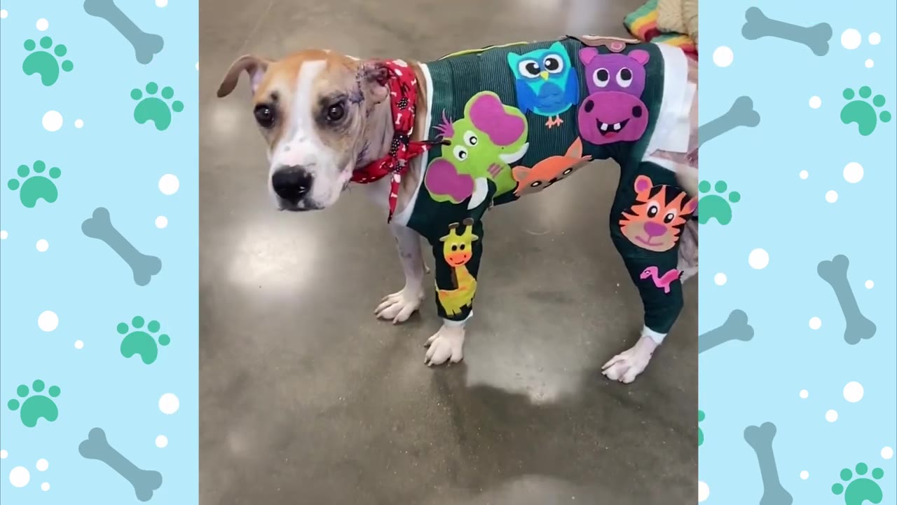 A tan and white dog standing on a concrete floor, wearing a red bandana and a green body cast decorated with colorful felt cartoon animals including an owl, elephant, giraffe, and tiger.