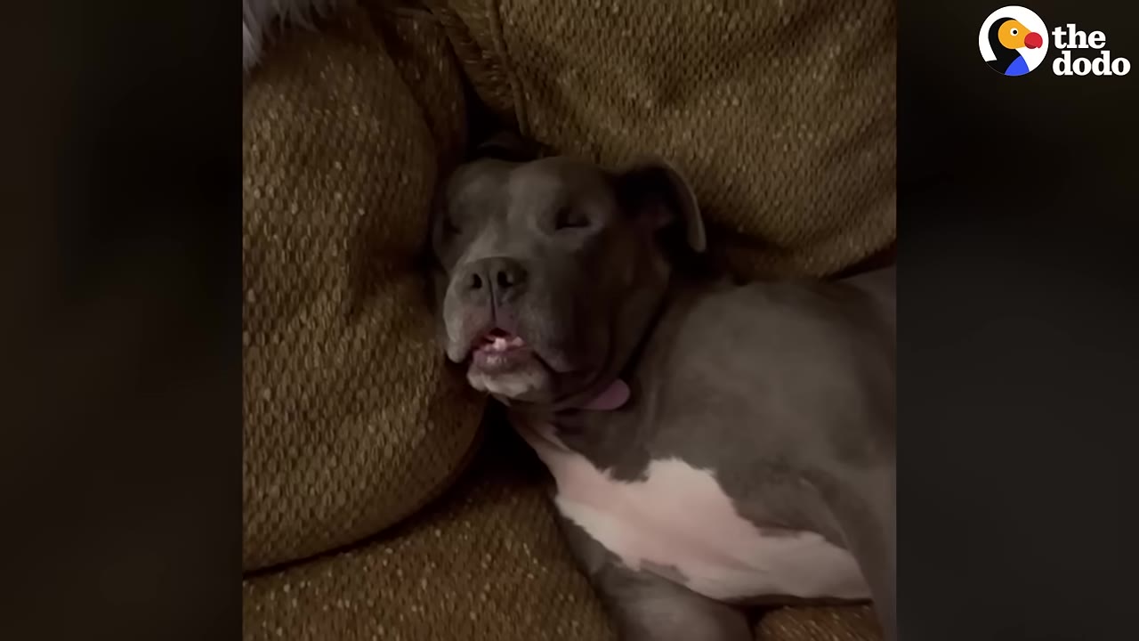 A grey and white pit bull sleeping peacefully on a brown couch.
