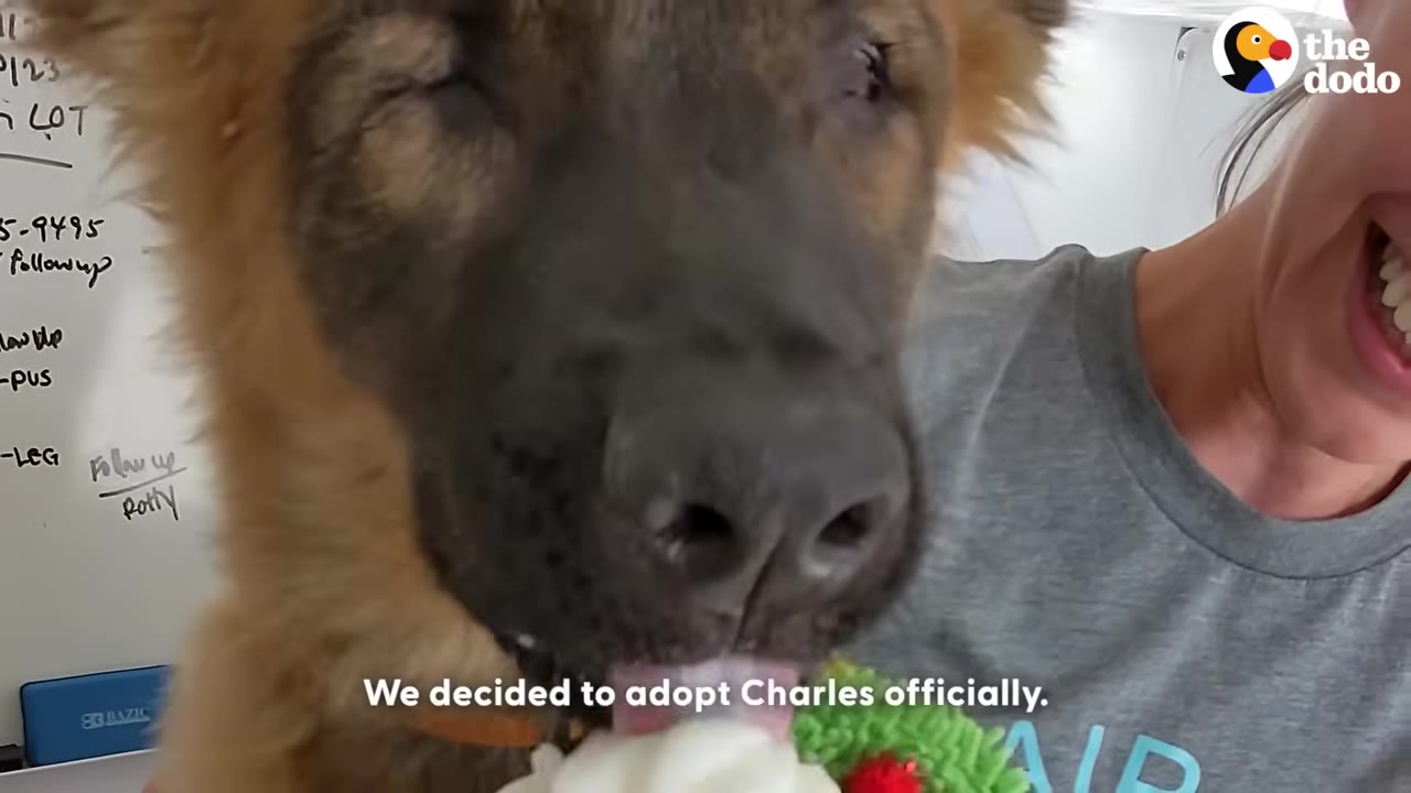 A close-up of a fluffy German Shepherd puppy licking whipped cream, with a woman smiling in the background and the subtitle 'We decided to adopt Charles officially.' on the screen.