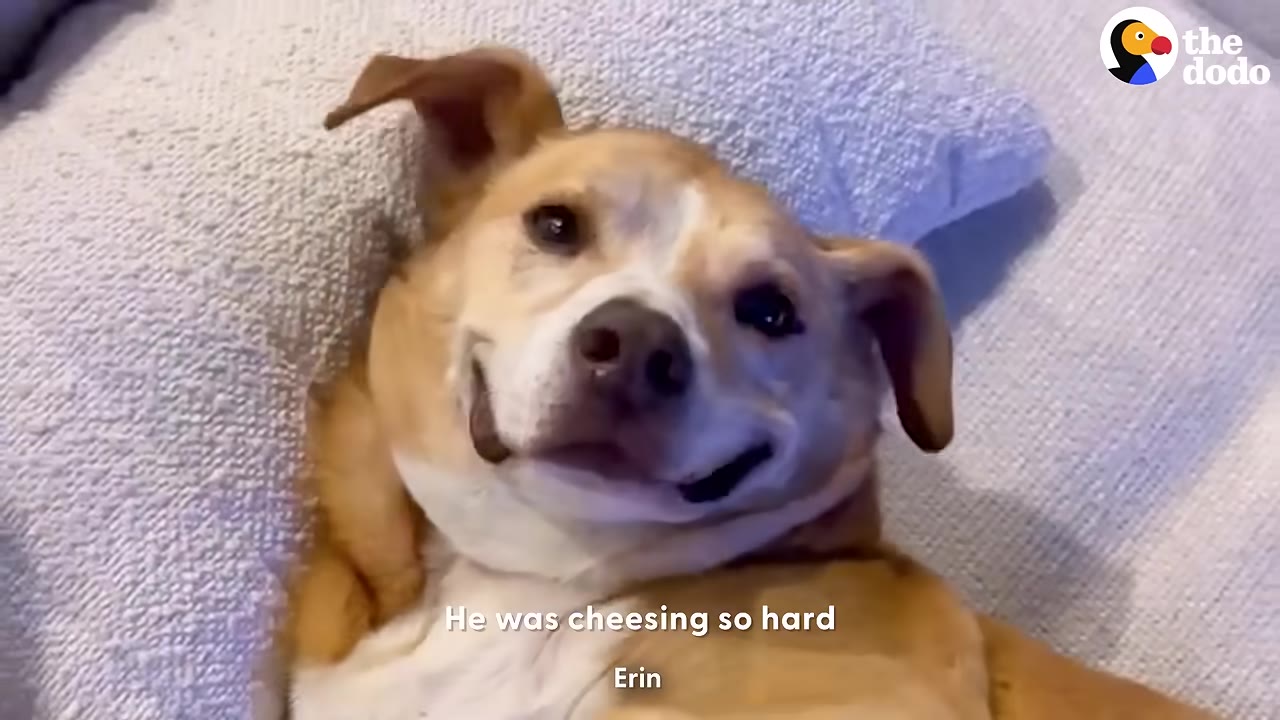 A tan and white dog lying on a light-colored blanket, looking up at the camera with a wide, closed-mouth smile.