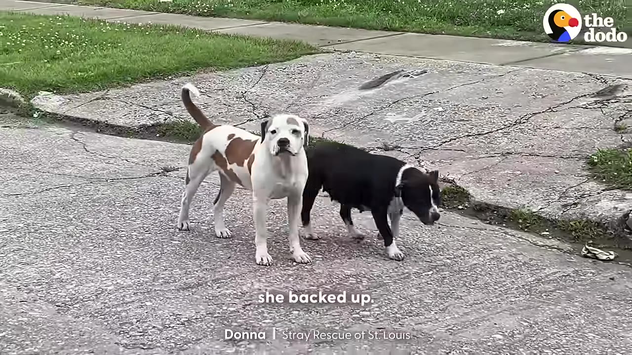 A white and brown dog stands next to a black and white dog on a cracked concrete surface.