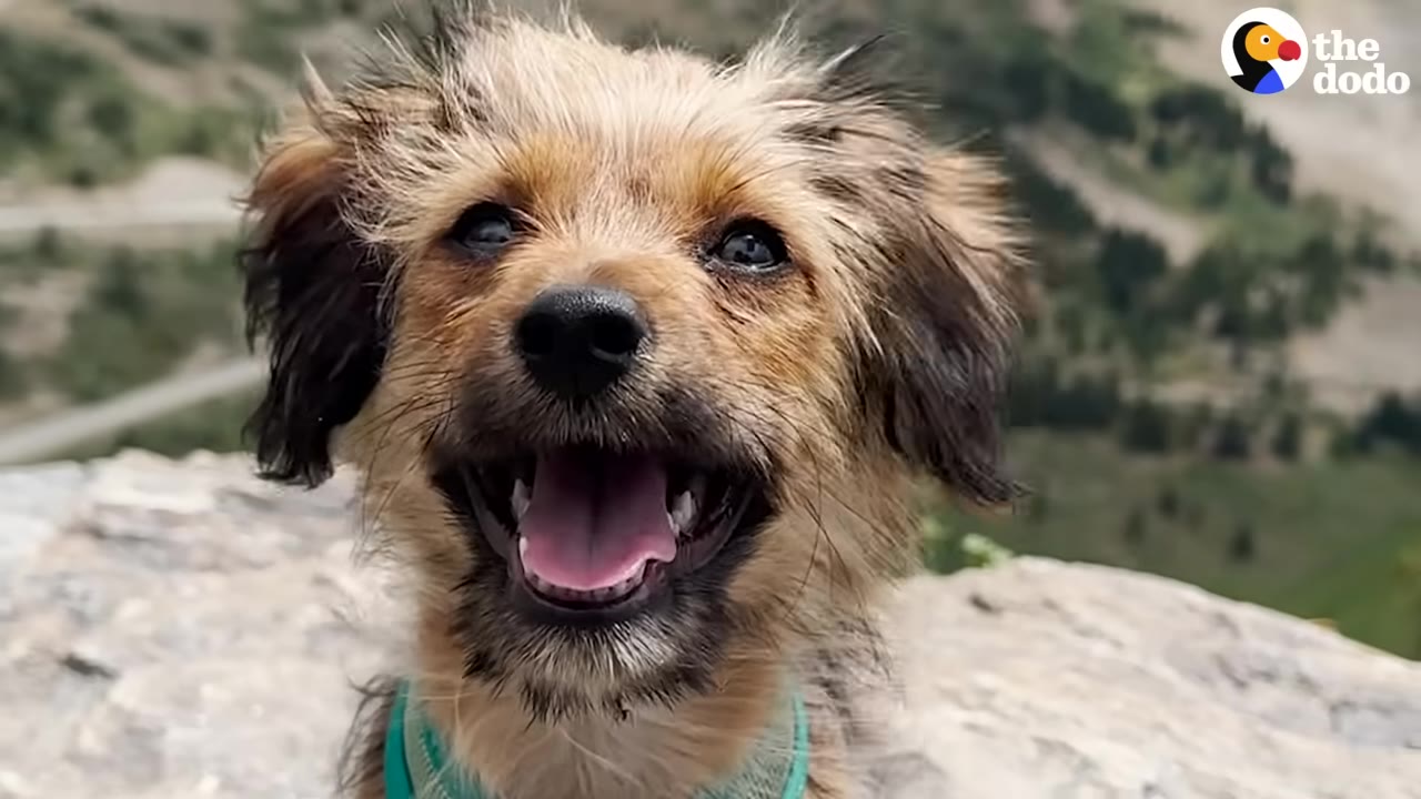 A close-up of a small, scruffy brown dog smiling with its mouth open, with a scenic mountain landscape in the background.