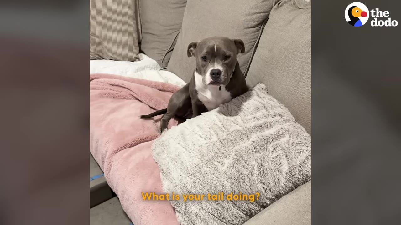 A gray and white pit bull sits on a couch next to a fluffy pillow, looking directly at the camera with a curious expression as the subtitle reads, 'What is your tail doing?'
