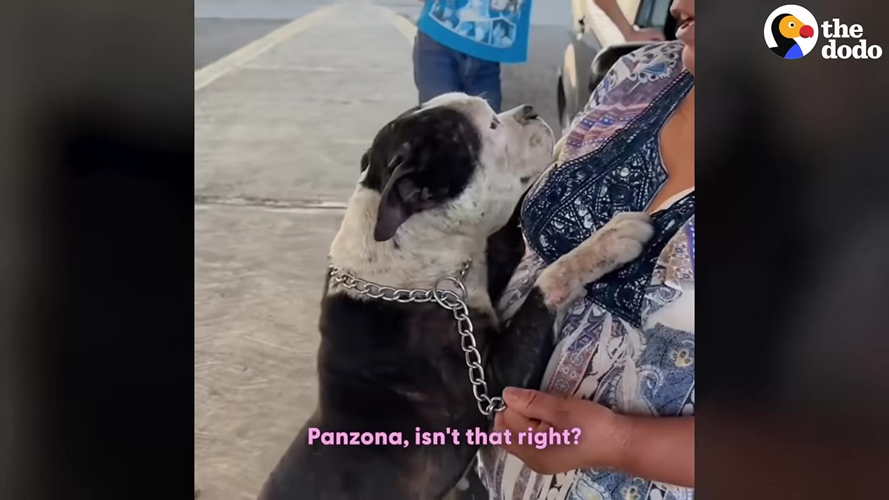 A black and white dog looks up affectionately at a woman, placing its paw on her chest as she holds its leash.