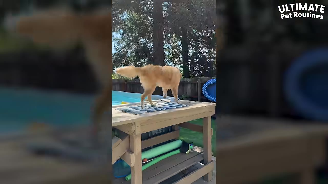 A golden retriever walks along a custom-built wooden platform and ramp next to an outdoor swimming pool.