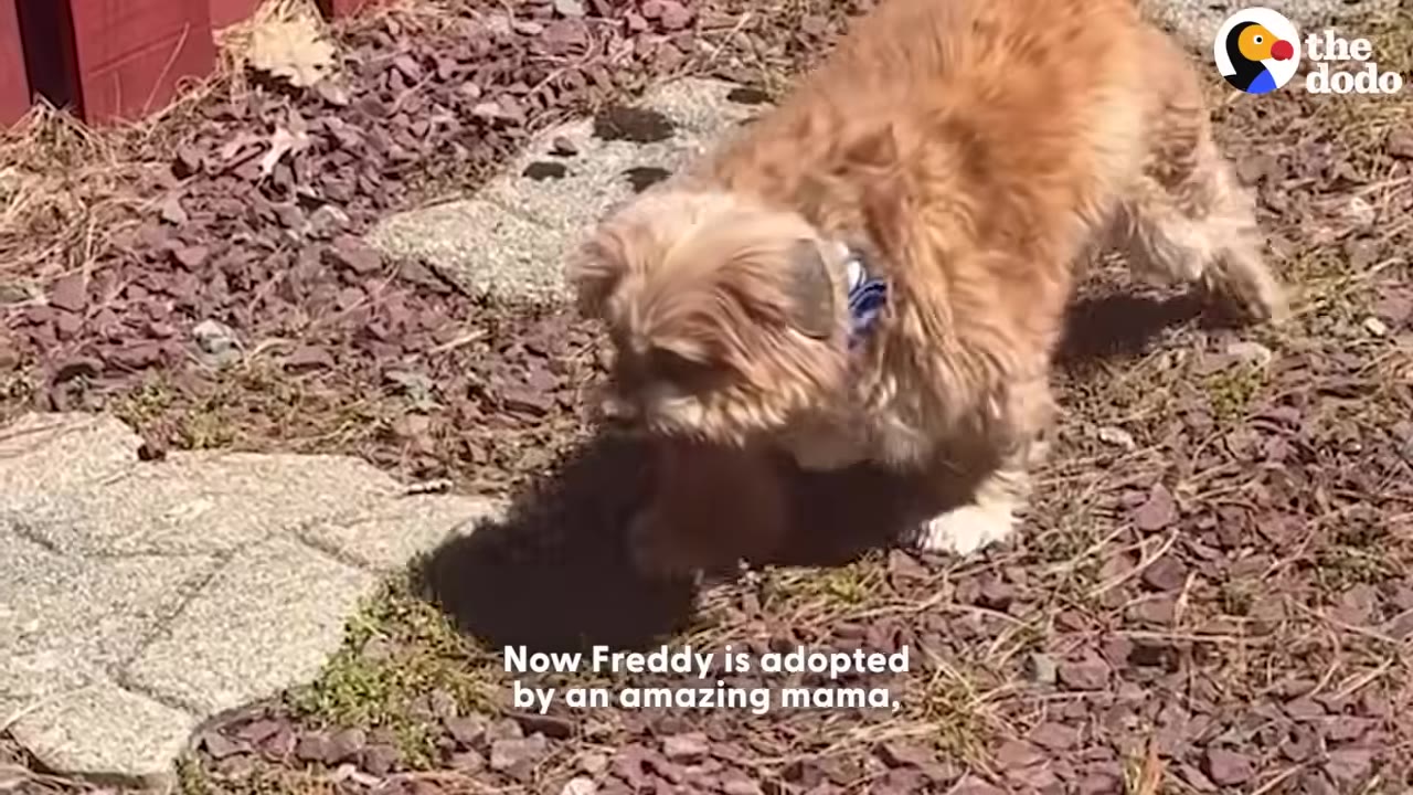 A small, fluffy brown dog named Freddy wearing a blue collar walks on a stone path surrounded by mulch.