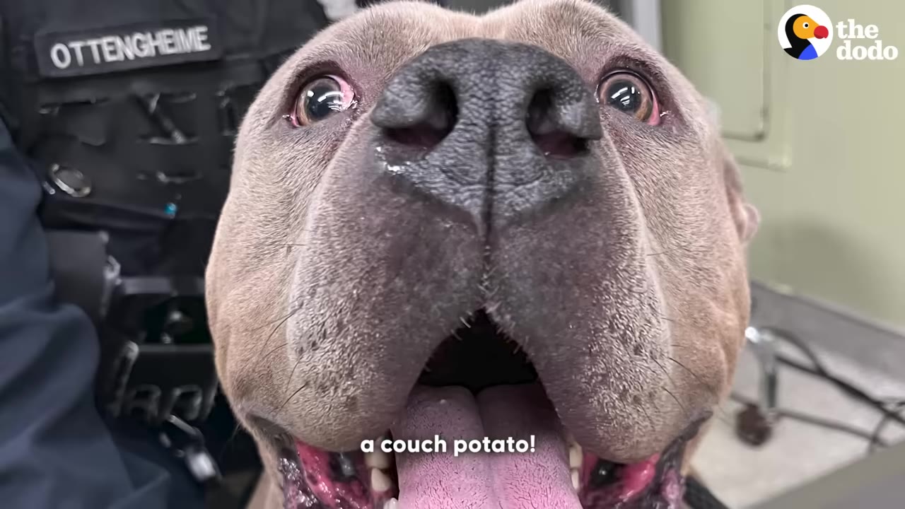 An extreme close-up of a happy grey pit bull-type dog looking directly into the camera with its mouth open.