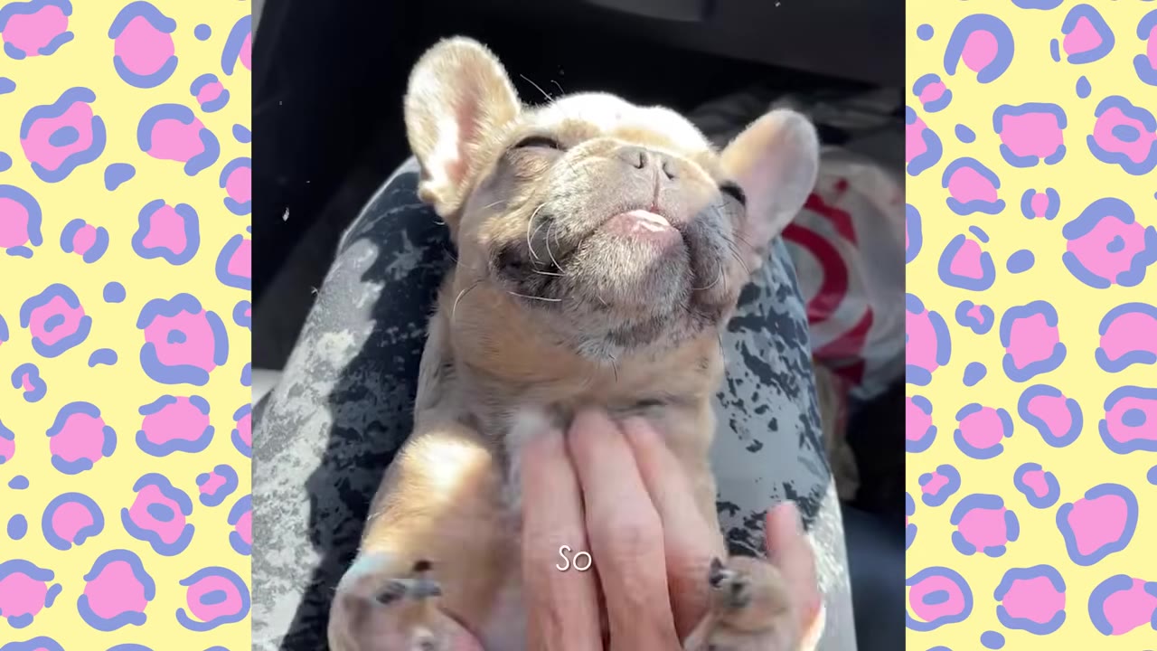 A small tan French bulldog lies on its back in a person's lap, closing its eyes in contentment as a hand gently scratches its chest.