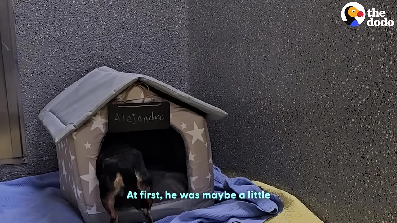 A small black and tan dog cautiously sniffs the entrance of a grey fabric doghouse with white stars and a sign that reads 'Alejandro'.