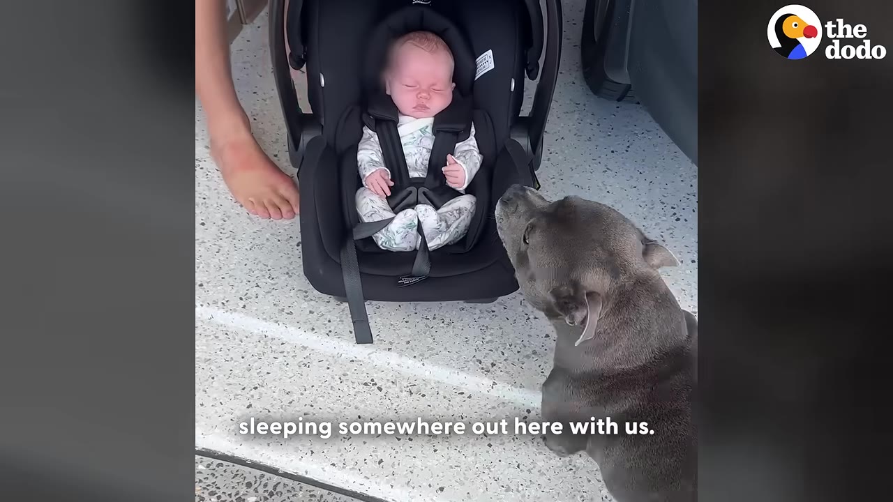 A grey pit bull looks gently at a newborn baby sleeping in a black car seat.