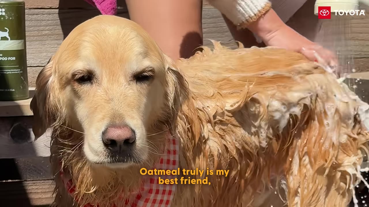 A close-up of a golden retriever named Oatmeal being bathed with soapy water, looking relaxed with a red and white checkered bandana around its neck.