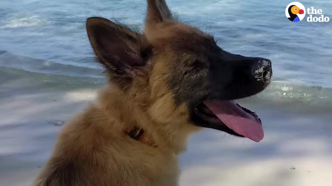 A close-up profile of a fluffy brown and black puppy with its mouth open and tongue out, standing on a sandy beach with ocean waves in the background.