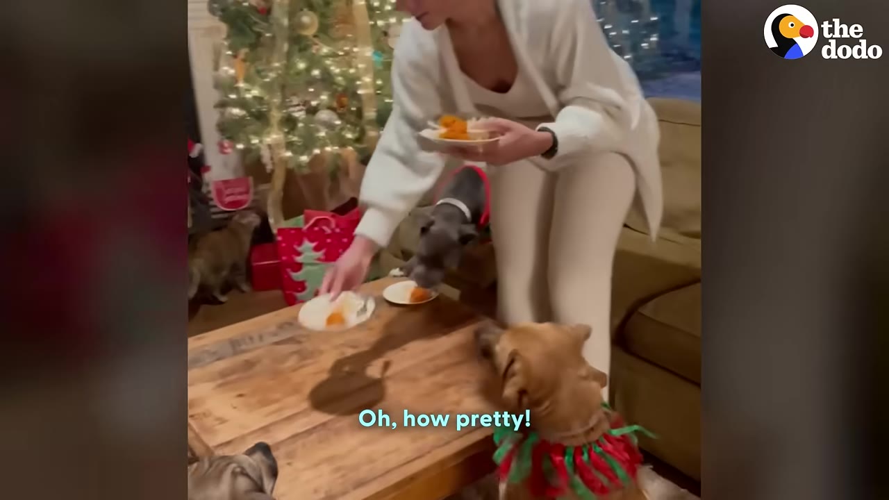 A woman in a white sweater places plates of food on a wooden coffee table for dogs in front of a decorated Christmas tree.