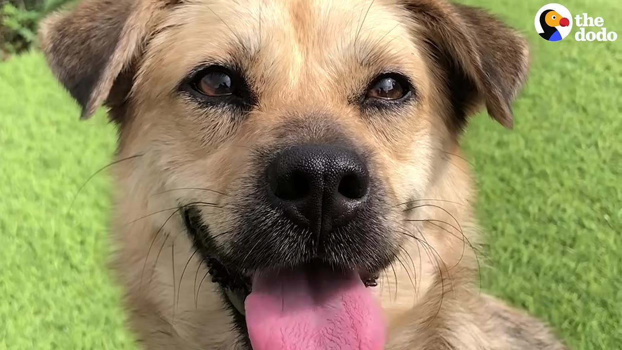 A close-up portrait of a light brown dog smiling with its tongue out against a green grass background.