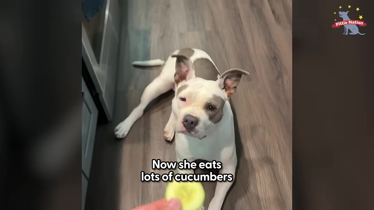 A white and grey pit bull dog lies on a wooden floor, looking up attentively at a slice of cucumber being offered by a hand just out of frame.