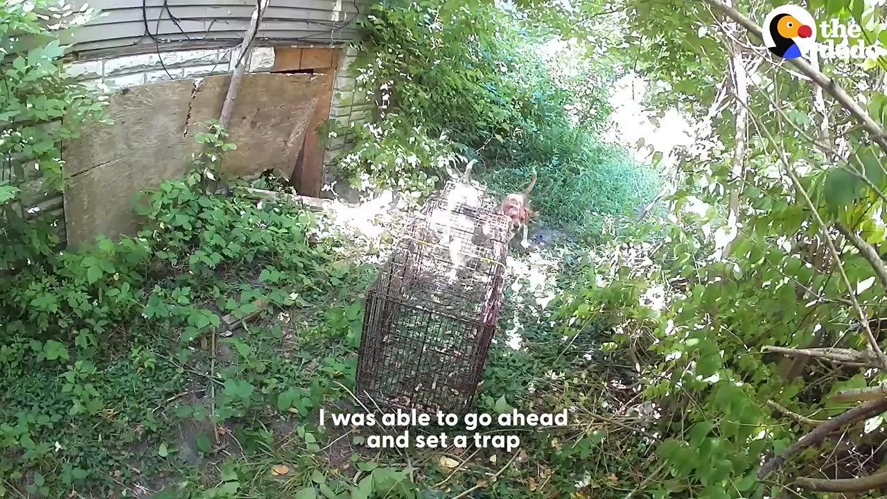 A wire cage trap is set up outdoors in a grassy area next to a building's foundation, with a dog approaching the entrance of the trap.