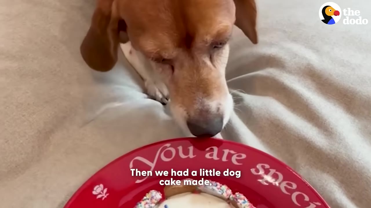 A brown and white dog sniffs a dog cake with sprinkles on a red plate that reads 'You are special'.