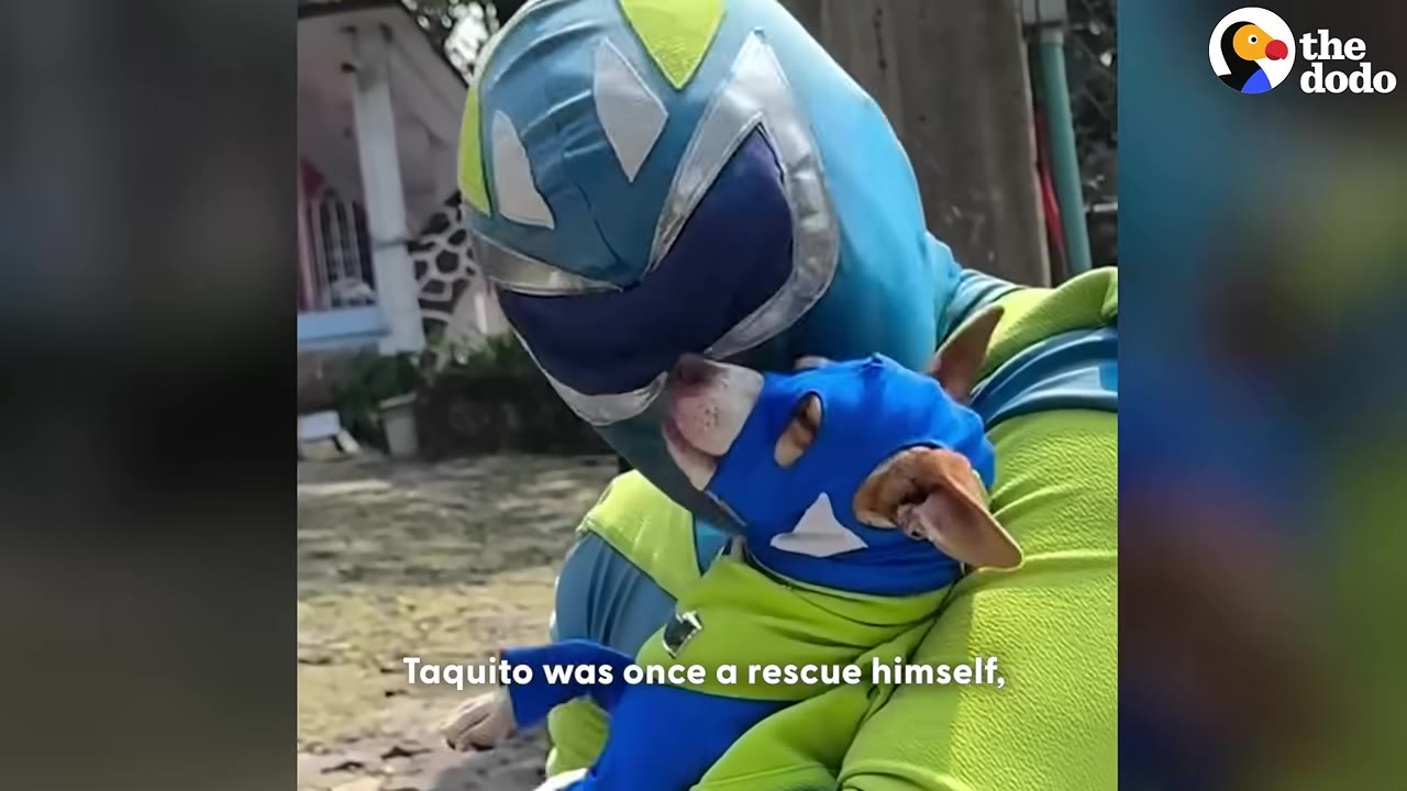A person in a blue and green superhero costume holding a small chihuahua-mix dog wearing a matching blue superhero mask.
