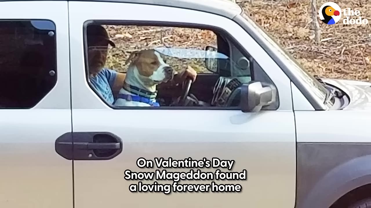 A brown and white dog sitting in the passenger seat of a silver vehicle next to a man driving.