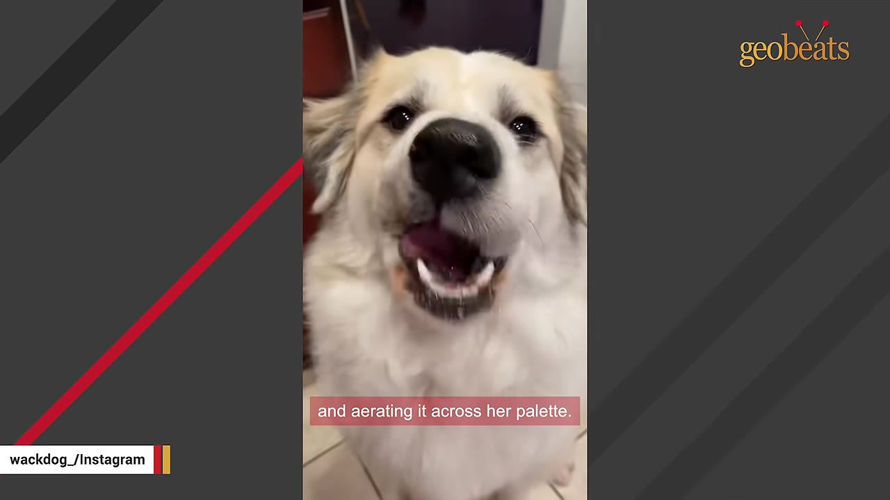A close-up shot of a fluffy white and tan dog with its mouth open, licking its lips happily.