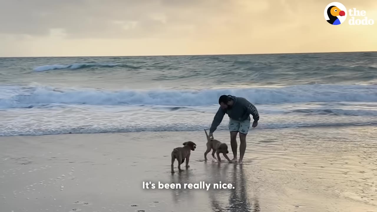 A man stands on a sandy beach with two golden puppy siblings near the ocean waves.