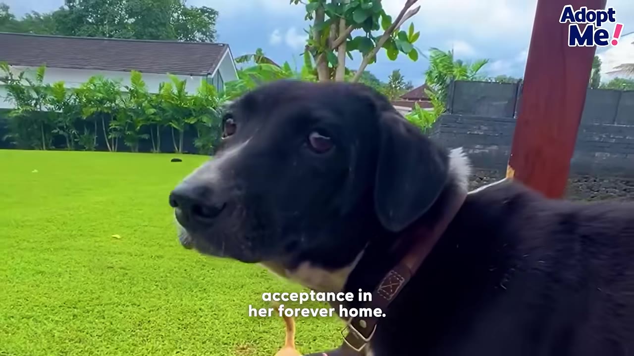 A black and white dog with a brown collar stands in a lush green yard, looking off to the side.