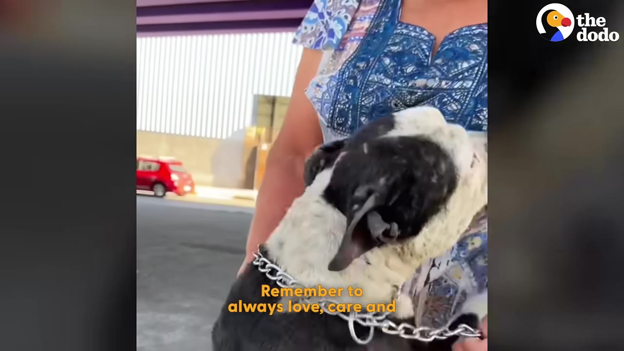 A woman wearing a blue patterned shirt embraces a black and white dog close to her chest.