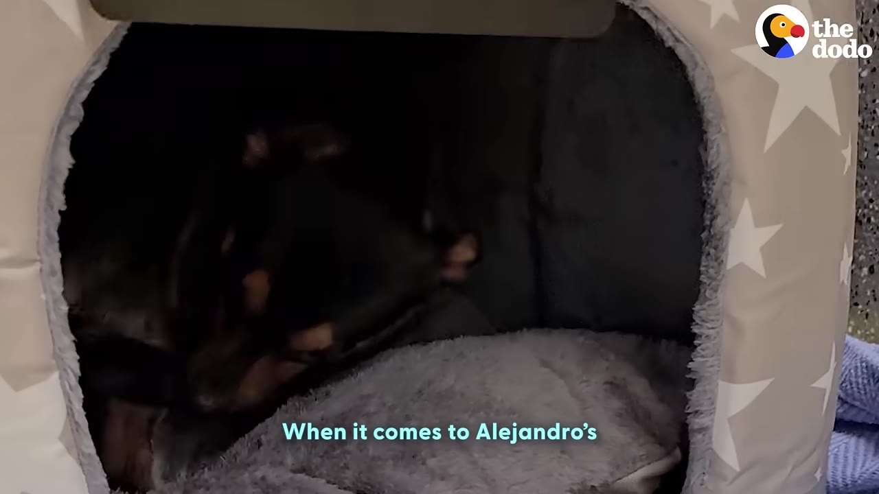 A small black and tan dog rests inside a cozy, star-patterned pet house on a soft grey cushion.