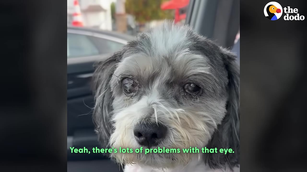 A close-up of a small, scruffy grey and white dog looking forward with cloudy, irritated eyes, with a caption that reads, 'Yeah, there's lots of problems with that eye.'