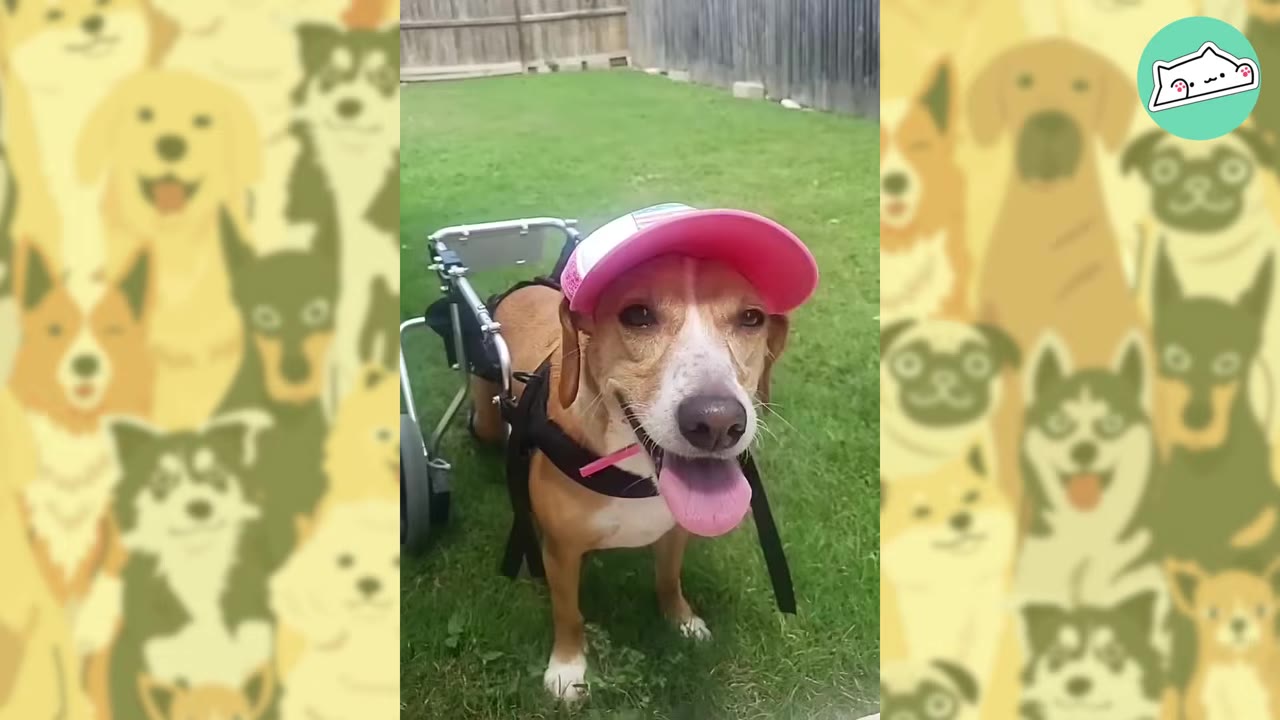 A happy brown and white dog in a wheelchair wearing a pink baseball cap, smiling with its tongue out on a green lawn.