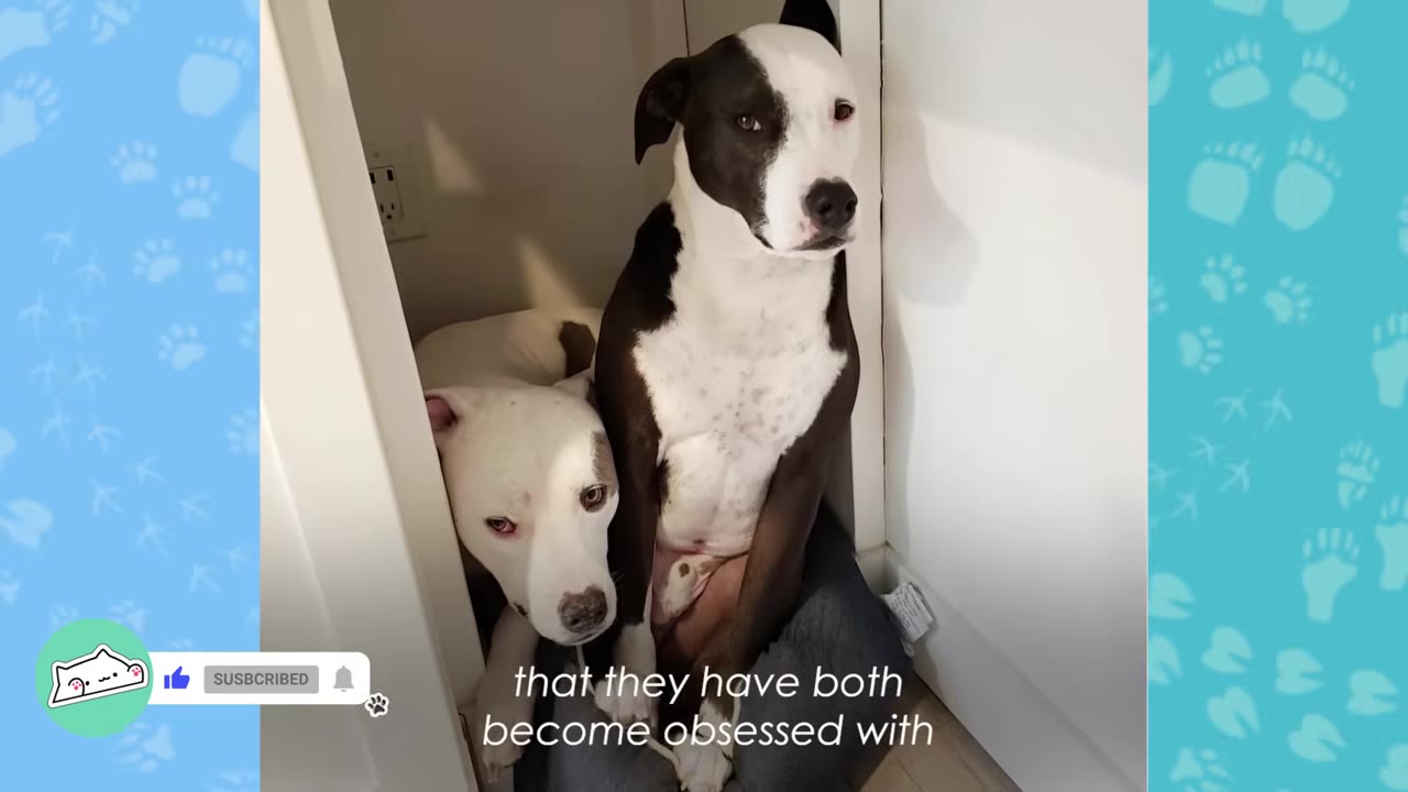 Two dogs, one black and white and one white with brown spots, squeeze together tightly inside a small kitchen cabinet nook.