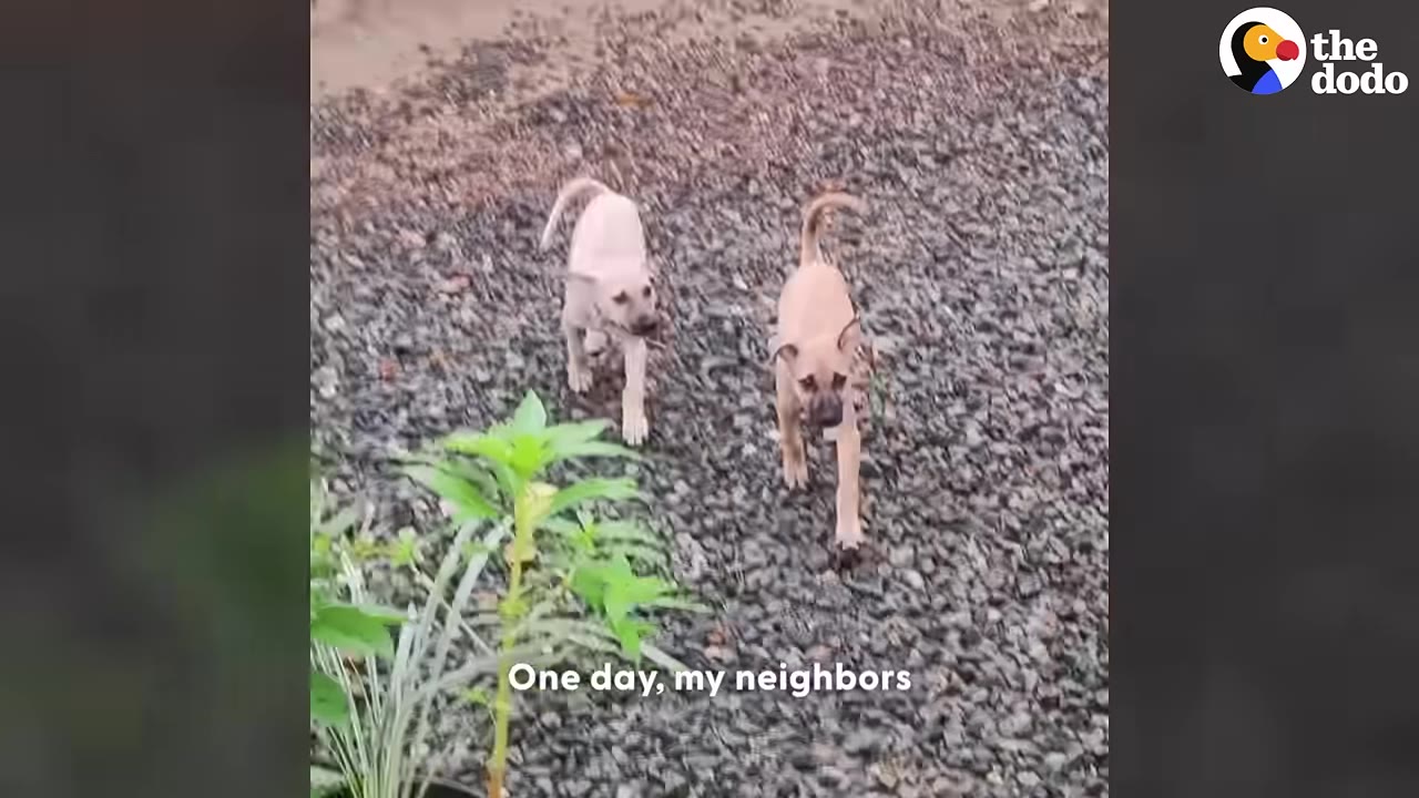 Two light brown puppies walking forward on a gravel path next to some green plants.
