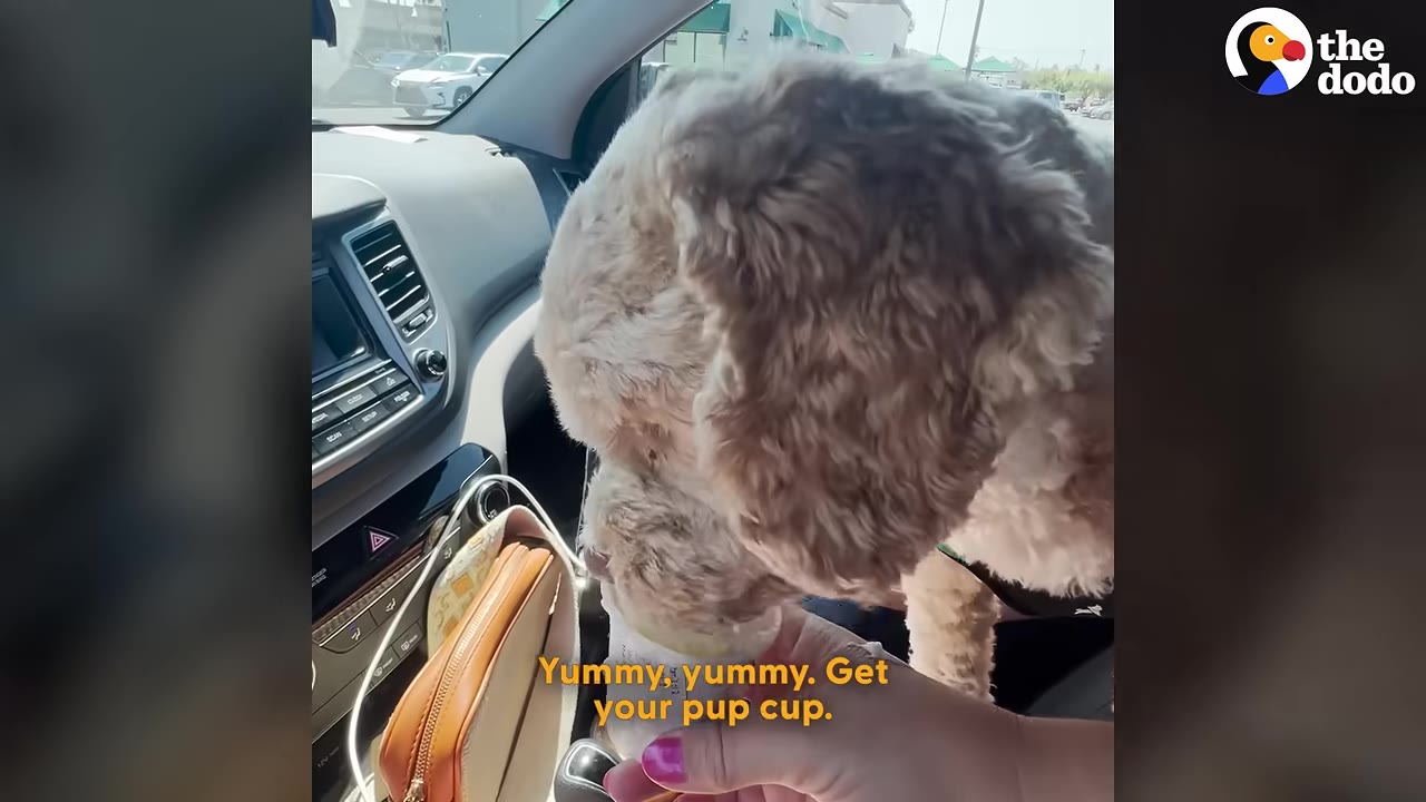 A fluffy, light brown dog in the passenger seat of a car licks a pup cup held by a person's hand.