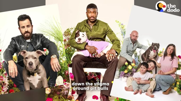 New Jersey Rescue Dogs Step Into The Spotlight And Show The World Their True Hearts