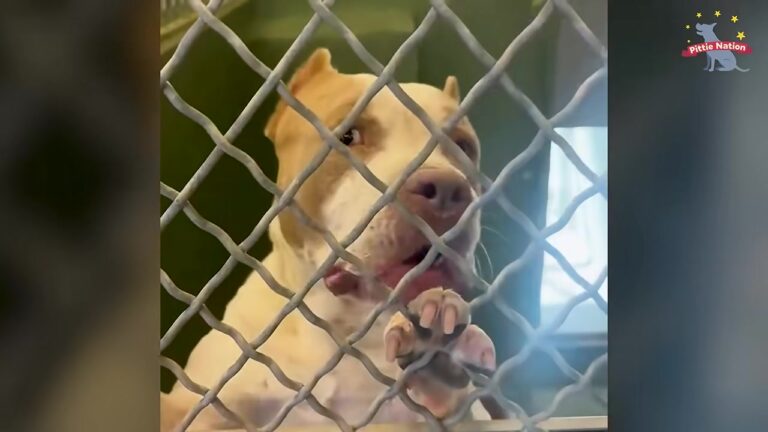 California Dog Was 24 Hours Away From The End, But A Month Of Patience Revealed His True Heart