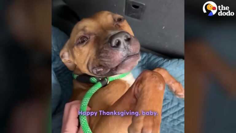 California Dog Used For Bait Melts Into His Rescuer’s Arms And Proves Everyone Wrong About His Breed