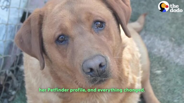 Lonely Ohio Lab With Sad Eyes Waited For Someone To Look Past Her 100-Pound Body