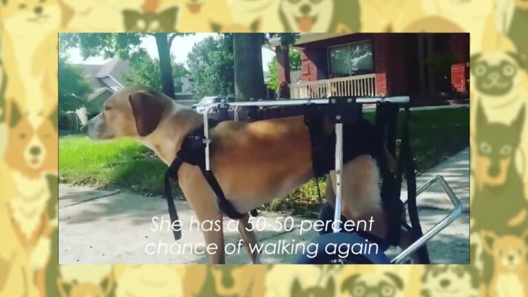 Arizona Dog Given A 50-50 Chance To Walk Again Finds Her Smile When A Tiny Surprise Enters Her Life
